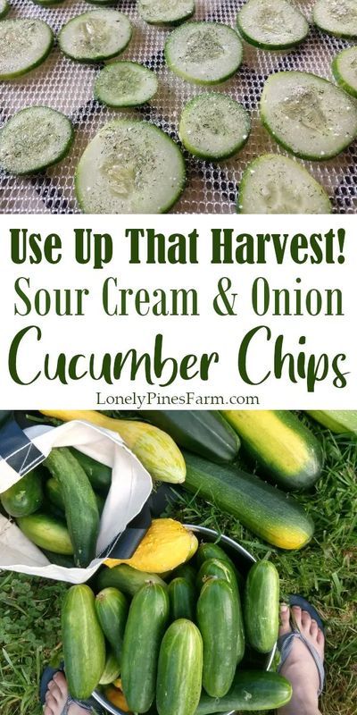 Dehydration Recipes, Cucumber Chips, Dehydrating Food Storage, Make Sour Cream, Dehydrated Vegetables, Canning Food Preservation, Veggie Chips, Cucumber Recipes, Dry Snacks