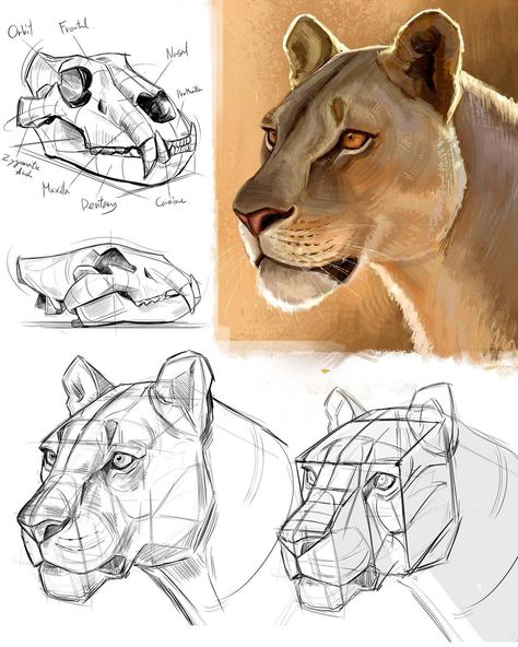 Alex Gadelev on Instagram: “Lion head study - starting with anatomy, structure, and finally painting. Swipe left for process. . . . #animaldrawing #liondrawing…” Animal Reference Photos, Anatomy Structure, Lion Anatomy, Basic Drawing Techniques, Lion Sketch, Head Study, Cat Anatomy, Lion Drawing, Animal Drawings Sketches