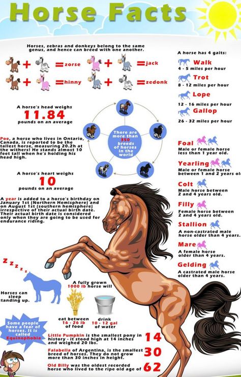 Interesting Facts About Horses, Facts About Horses, Horse Lessons, Horse Information, Horse Facts, Horse Care Tips, Horse Riding Tips, Horse Anatomy, Horse Camp