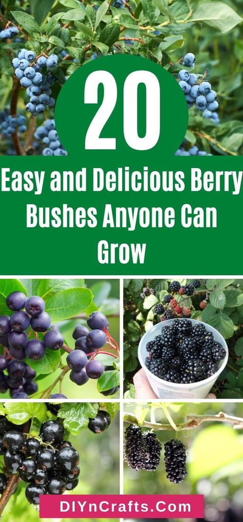 Garden Berries Ideas, Garden Huckleberry, Backyard Orchard, Strawberry Bush, Growing Blackberries, Fruit Growing, Highbush Blueberry, Growing Vegetables In Pots, Aronia Berries