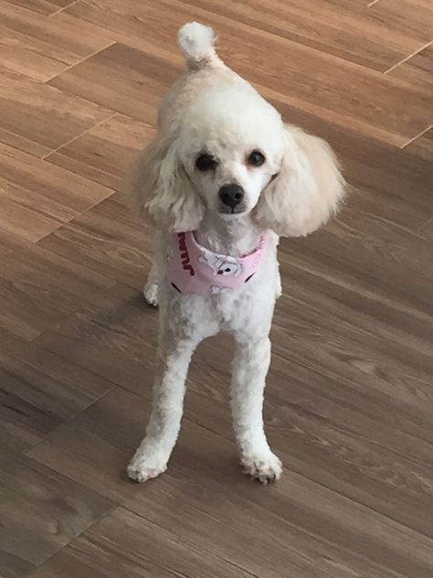 Toy Poodle Shaved, Corte French Poodle, Short Toy Poodle Haircut, Poodle Summer Cut, Mini Poodle Haircut, Poodle Cross Breeds, Pomchi Puppies, Toy Poodle Haircut, Poodle Haircuts