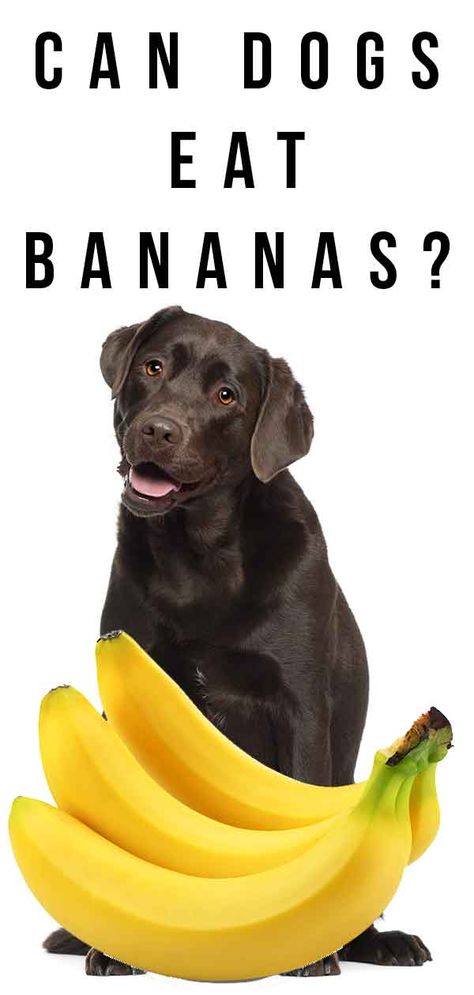 Banana For Dogs, Fruit Dogs Can Eat, Bananas For Dogs, Can Dogs Eat Watermelon, Can Dogs Eat Apples, Can Dogs Eat Bananas, Can Dogs Eat Oranges, Can Dogs Eat Strawberries, Foods Dogs Can Eat