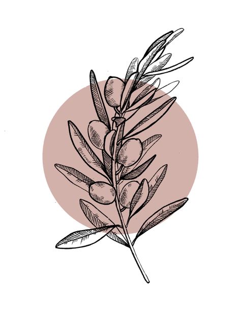 Olive Brand Tattoo, Arrowhead Plant Tattoo, Olive Branch Tattoo Design, Olive Tree Tattoo, Olive Branch Art, Olive Branch Design, Voodoo Doll Tattoo, Olive Tattoo, Olive Branch Tattoo