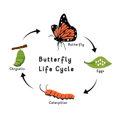 Metamorphosis Art, Cycle Drawing, Butterfly Metamorphosis, Butterfly Chrysalis, Pub Design, Butterfly Life Cycle, Butterfly Quilt, Butterfly Poster, Butterfly Kids