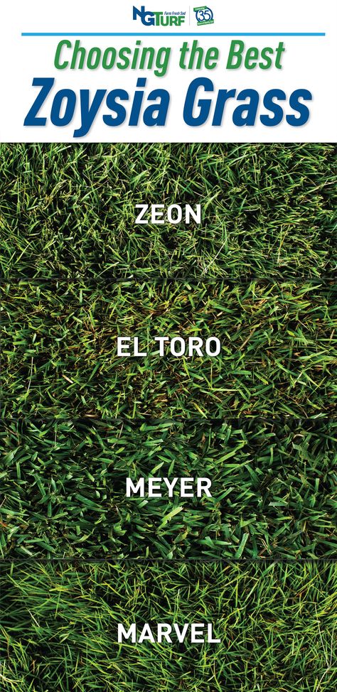 Zoysia Grass Lawn, Best Grass Seed Lawn, Lawn Design Ideas, Zoysia Lawn, Zoysia Grass Seed, Alabama Garden, Zoysia Sod, Different Types Of Grass, Sod Grass