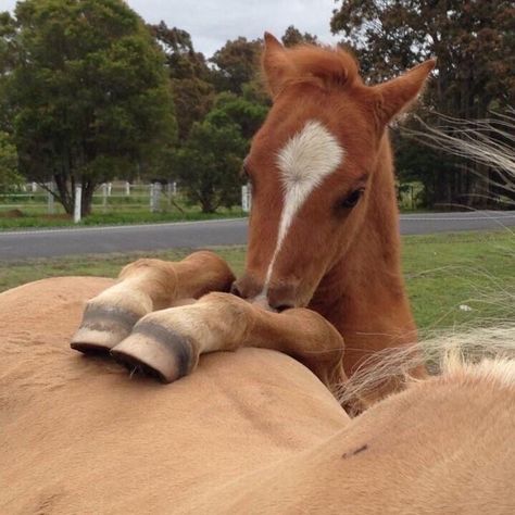 Horse Cute, Horse Aesthetic, Pretty Animals, Happy Things, Cute Horses, Horse Life, Fluffy Animals, Pretty Horses, Horse Breeds