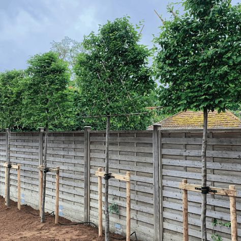 Carpinus Betulus pleached | Common Hornbeam | Green Mile Trees Green Mile Trees Pleached Hornbeam Trees, Pleached Hornbeam, Pleached Trees, Fence Trees, Evergreen Hedge, Privacy Trees, Hedging Plants, White Fence, Garden Screening