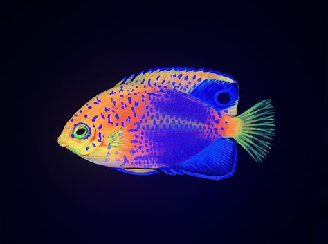 Black Light Art Projects, Angelfish Painting, Black Light Painting Ideas, Glow In The Dark Fish, Blacklight Painting, Black Light Painting, Black Light Art, Neon Pictures, Fluorescent Painting