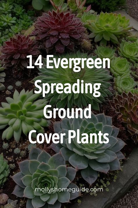 Discover a variety of spreading ground cover plants perfect for your garden. From full sun flowering ground covers to shade perennials for weed suppression, these plants will beautify your space. Explore fast-spreading invasive options or durable options that you can walk on, ideal for paths and walkways. Whether you love grevillea ground cover varieties or beautiful flowering options for a sunny garden, find the best ground cover plants here. Green Ground Cover Plants, Grevillea Ground Cover, Fast Growing Ground Cover For Slopes, Hillside Ground Cover Ideas, Ground Cover For Shaded Areas, Ground Cover That Chokes Out Weeds, Tropical Ground Cover, Ground Cover For Slopes, Ground Cover Plants For Sun