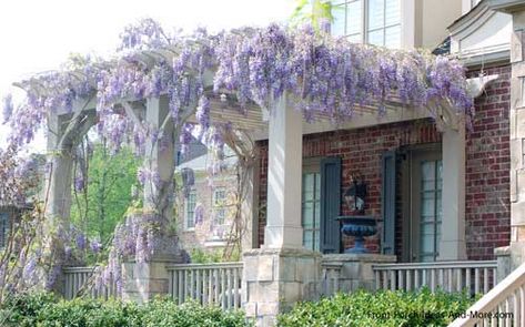 Wysteria can take over and run wild OR it's super easy to prune back hard and shape into one long vine that runs along a roof overhang, dripping with chains of lavender or white or pink to herald in spring time every year without fail. Front Porch Pictures, Front Porch Pergola, White Pillars, Porch Pictures, Wisteria Pergola, Garage Pergola, Roof Overhang, Cheap Pergola, Franklin Tennessee