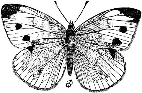 Black And White Butterflies Pictures | Free Download Clip Art | Free Clip  Art | on Clipart Library Cabbage Butterfly, Engraving Illustration, Butterfly Illustration, Dragonfly Tattoo, Butterfly Pictures, Bee Art, White Butterfly, Zoology, Butterfly Wallpaper