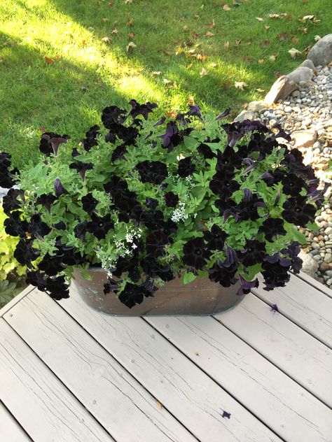 Black Petunias...    Antique Boiler Black Shrubs, Black Petunias In Pots, Black Petunias Combinations, Petunia Aesthetic, Black Vegetables, Petunia Planter, Halloween Plants, Black Petunias, Black Plants