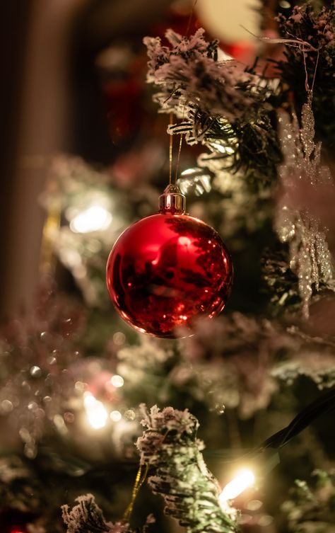 Picture Ornaments, Tree Photo, Night Sky Wallpaper, Holiday Photography, Coffee Images, Tree Images, Red Ornaments, Winter Light, Photo Tree