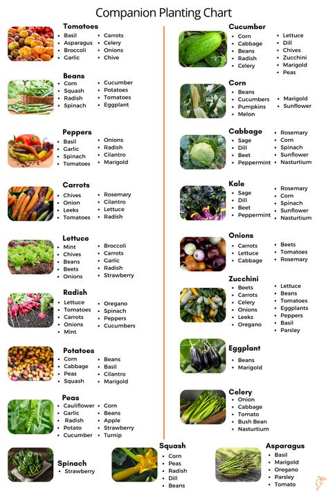 Vegetable Garden for Beginners: A Complete Guide Garden Ideas For Vegetables, Vegetable Garden List, Uk Vegetable Planting Guide, Best Plants For Beginners, Planning A Garden For Beginners, Garden Veggies Ideas, Veggie Garden Beginner, Backyard Gardening Vegetable, Small Vegetable Garden Layout Beginner