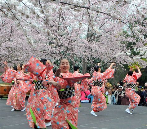 Cherry Blossom festival Japan Japan Cherry Blossom Festival, Cherry Blossom Outfit, Festival Japan, Japan Cherry Blossom, Travel Picture Ideas, Cherry Blossom Festival, Festivals Around The World, Kumamoto, Japanese Cherry Blossom