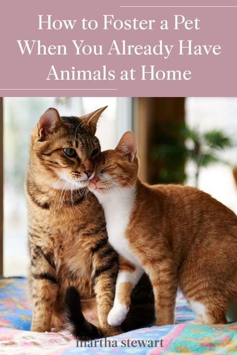 Here are some of the things you should consider before fostering another cat or dog in your home if you already have pets. Plus, the health concerns and animal's behavior to keep in mind, according to our animal expert. #marthastewart #lifestyle #petcare #pets Best Cat Breeds, Foster Animals, Foster Cat, Pretty Cat, Foster Dog, Different Dogs, Like A Cat, Be Thankful, Senior Dog