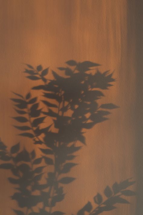 Free Photos of Plant Shadow Background, high resolution, - download for free by clicking on the picture #Background More Photos on Kaboompics.com, Plant Shadow, Shadow Background, Picture Background, Shadow Photography, Shotting Photo, Cream Aesthetic, Shadow Pictures, Orange Aesthetic, Brown Wallpaper