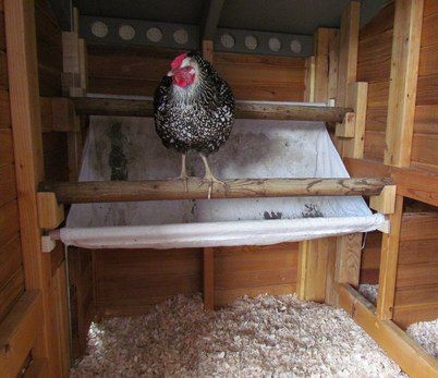 A version of a poop board. Clever for a small coop to keep the floor clean. Small Coop, Chicken Roost, Chicken Poop, Chicken Coup, Coop Ideas, Coop Design, Best Chicken Coop, Chicken Coop Designs, Chicken Chick