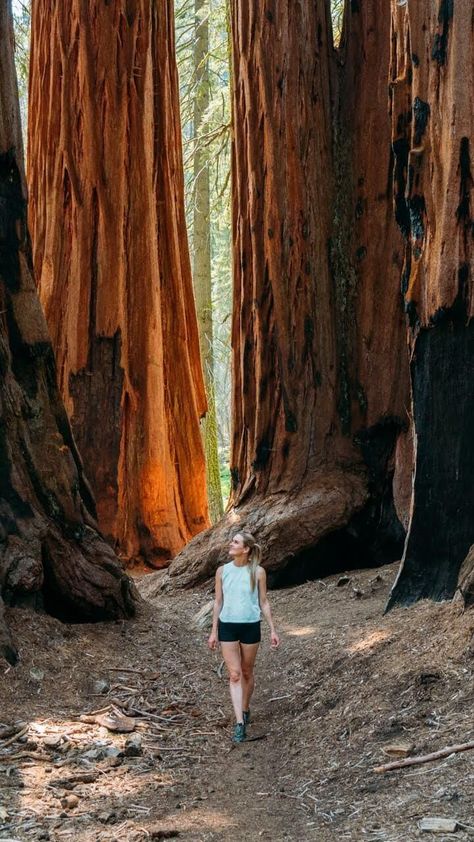 Living in Central California, Sequoia National Park is a place that I try to visit at least once a year. If you are planning a trip there, we cover 15 of the best things to do in Sequoia National Park! Giant Sequoia Trees, Sequoia Tree, Best Campgrounds, Kings Canyon National Park, Forest Trail, Mountain Park, Life Crisis, Fun Life, Kings Canyon