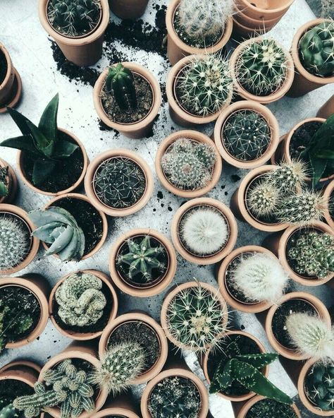 #cactus #cacti #plant #succulent #aesthetic #greenery #room #inspo #inspiration #roominspo #greenthumb Weird Aesthetic, Cactus Wall, Neville Longbottom, Plants Are Friends, 2nd Year, Plant Aesthetic, Cactus Y Suculentas, Tree Wedding, Pretty Plants