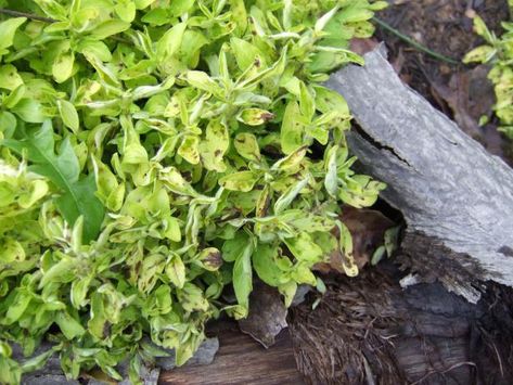 Of all the problems that plague a garden, soil-borne pathogens are the worst. Here’s what to do when a fungus wrecks your plants. Garden Fresh Salsa, Tomato Blight, Tomato Problems, Tomatoes Growing, Common Garden Plants, Tomato Growing, Growing Organic Tomatoes, Tomato Farming, Soil Texture