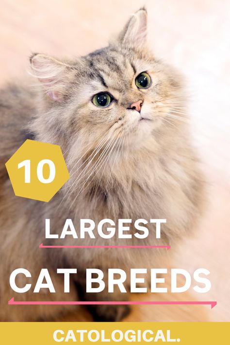 If you're a fan of big cats--these breeds are the right felines for you! Use this easy guide to find your perfect fluffy friend. #CatBreeds #FatCats #LargeCats #CatTips #CatFacts Largest Domestic Cat, Swimming Cats, Large Domestic Cat Breeds, Cat Love Quotes, Large Cat Breeds, Most Popular Cat Breeds, Domestic Cat Breeds, Cat Quotes Funny, Siberian Cat