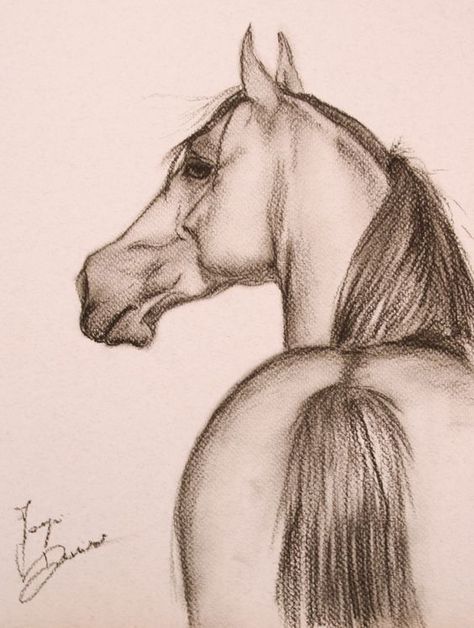 Drawing Horses, Horse Art Drawing, Art Du Croquis, Animals Drawing, Cai Sălbatici, Drawing Realistic, Desen Realist, Horse Sketch, Realistic Drawing