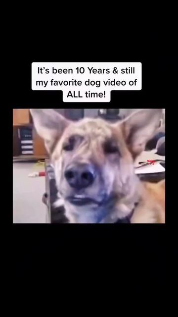 Dog Cute Videos, Cute Videos, Dog Video, Awesome Videos, Amazing Dogs, Reels Instagram, Dog Videos, Funny Cats And Dogs, Funny Animal Jokes