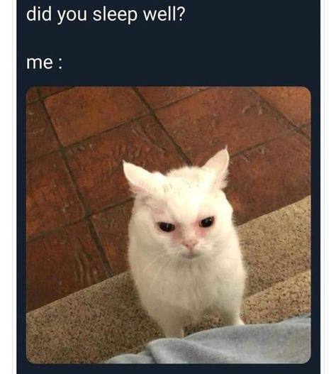 purrr #cats #cat #catmemes #cutecatmemes #funnycats Shall We Work Overtime Manga, Sleep Meme, Calming Cat, Cat Meme, Funny Animal Jokes, Sleep Well, Funny Cat Memes, Funny Animal Memes, Animal Jokes