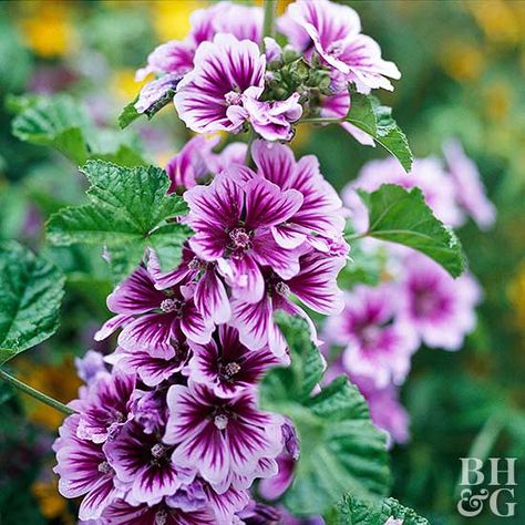 Mallow Plant, Cottage Flowers, Tattoo Plant, Mallow Flower, Cottage Garden Plants, Outdoor Flowers, Pink Garden, Backyard Garden Design, Flowers Perennials