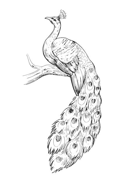 Sketch of peacock. hand drawn illustrati... | Premium Vector #Freepik #vector #peacock #bird-sketch #watercolor-bird #bird-drawing Peacock Sketch, Peacock Coloring Pages, Zentangle Kunst, Peacock Drawing, Peacock Pictures, Easy Drawing Steps, Drawing Tutorials For Kids, Peacock Painting, Peacock Art