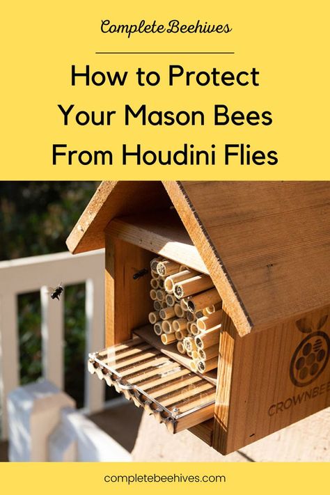 Mason bees are a welcomed pollinator to any garden. So much so, that many people enjoy installing mason bee houses in hopes of attracting mason bees to their homes. Recently, a parasitic fly has been damaging mason bee populations. This fly is called the Houdini fly. Luckily, if we take the proper precautions and properly care for our mason bee houses and coccoons, we can help to protect mason bees from the Houdini fly. Bee Nest, Fly Infestation, Mason Bee House, Bee Houses, Solitary Bees, Mason Bees, Bee House, Attracting Bees, Fruit Flies