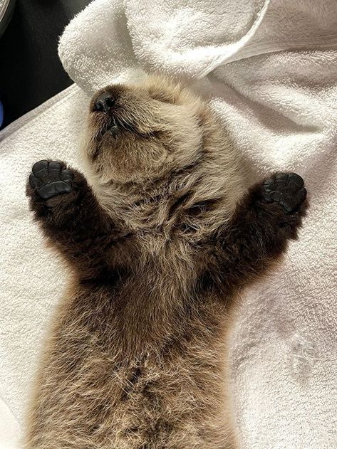 Rescued Sea Otter Pup Is Ready to Be Pampered — The Daily Otter Baby Sea Otters, Otter Pup, Daily Bunny, Vancouver Aquarium, Sea Otters, Adorable Babies, Sea Otter, Marine Mammals, Otters