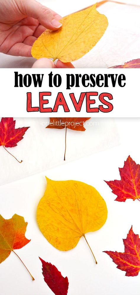 How To Save Fall Leaves, How To Dry Leaves For Decoration, Leaf Collection Ideas, Crafts Using Real Fall Leaves, Art With Real Leaves, Preserve Leaves With Glycerin, How To Preserve Fall Leaves, How To Dry Leaves, How To Press Leaves