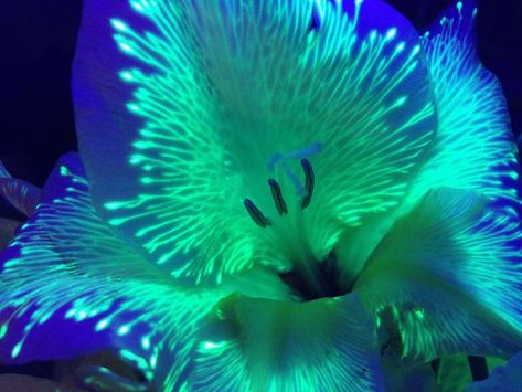 Make real flowers GLOW? Trippy. Gorgeous. Cool. Click through for simple tutorial. Would look amazing as DIY table centerpieces at a glow party. Cut Flower Food, Asian Lilies, Glowing Flowers, Table Centerpieces Diy, Pandora Avatar, Moon Garden, Glow Party, Exotic Flowers, Real Flowers