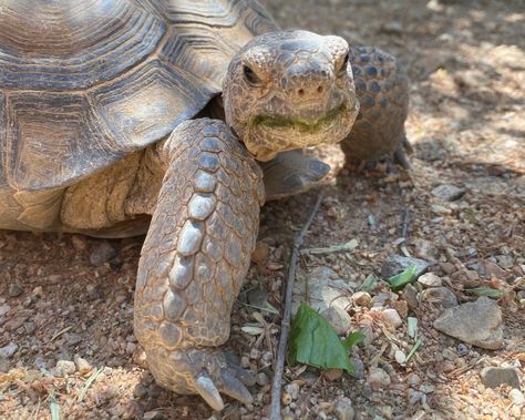 Building Your Desert Tortoise Garden – Desert Diaries Desert Tortoise Habitat Outdoor, Tortoise Tank Ideas, Sulcata Tortoise Habitat Outdoor, Desert Tortoise Habitat, Tortoise Garden, Desert Willow Tree, Grass Species, Tortoise Food, Tortoise House