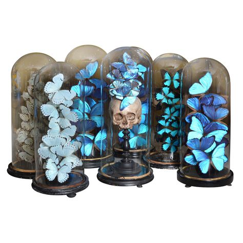 Set of 19th Century Century Glass Domes With Collections Feast Illustration, September Rain, Corpse Bride Wedding, Läskig Halloween, Kule Ting, Tas Mini, Blue Butterflies, Goth Decor, Terrarium Diy