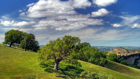 Twin Peaks is widely regarded as the end-all, be-all viewpoint of the Bay Area. Sure, it has its fair share of Instagrammable opportunities littered across the hillside — but it’s never not crowded. The real, quieter Bay Area lookout is just across the San Francisco Bay, nestled just outside Walnut Creek — Mt. Diablo. And […] Walnut Creek California, Best Places To Retire, B Roll, Walnut Creek, Visit California, Nature Sounds, Best Places To Live, Best Hikes, Instagram Worthy