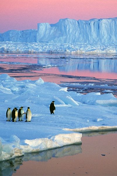 Antarctica is still the trip of a lifetime, 100 years after Shackleton's heroic journey. #FodorsGoList Antarctica Travel, Travel Photography Nature, Theme Nature, Alam Yang Indah, The Ice, 귀여운 동물, Amazing Nature, Natural Wonders, Beautiful World