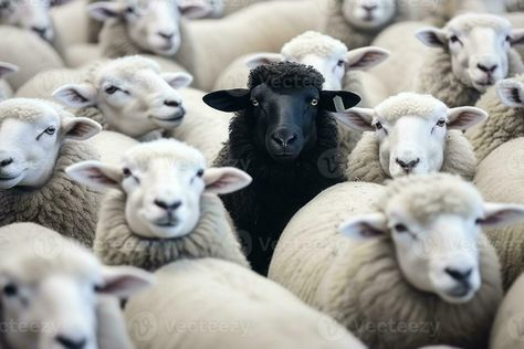 One black sheep in a flock of white sheep. Generative AI Sheep Moodboard, Black Sheep Art, Sheep In Wolves Clothing, Farm Animal Art, Afrofuturism Art, Fun Diy Craft Projects, Band Nerd, Color Design Inspiration, The Black Sheep