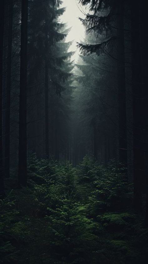 Dark aesthetic forrest wallpaper woodland outdoors nature. | premium image by rawpixel.com / Chaiwoot Pooh Foggy Photography, Dark Forest Wallpaper, Wallpaper Woodland, Dark Forests, Wallpaper Forest, Forest Dark, Dark Forest Aesthetic, Dark Landscape, Crystal Springs