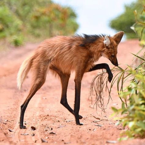 Maned Wolf, Tattoo Nature, Wolf Photography, Wolf Photos, Canine Art, Interesting Animals, Pretty Animals, Fascinating Facts, Wild Dogs