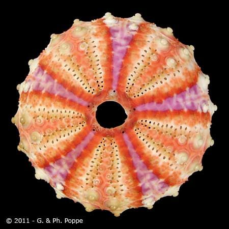 Coelopleurus granulatus TEST Sea Shell Display, Sea Urchins Art, Sea Urchin Shells, Purple Sea Urchin, Urchin Shell, Shell Display, Sea Urchin Shell, Photo Macro, Sea Urchins