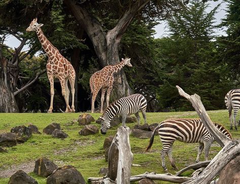 Explore the unique synergy between giraffes and zebras in their natural habitat 🦒🦓. This harmonious snapshot is a glimpse into the beautiful biodiversity we strive to protect. Curious about the methods we use? Find out how we safeguard wildlife and their ecosystems. 🌍 Reap the rewards of a healthier planet. Let's conserve together! #ConservationStrategy #ProtectBiodiversity #WildlifeLove #EcoFriendly #PlanetHealth Harmony In Nature, Zoo Photos, Biodiversity Conservation, Keystone Species, Wildlife Protection, Aquatic Ecosystem, Protect Nature, Sustainable Agriculture, Denali National Park