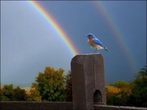 bluebird and a double rainbow Hd Sky, God's Promise, Double Rainbow, Love Rainbow, Gods Creation, Beautiful Rainbow, Over The Rainbow, Akita, A Rainbow