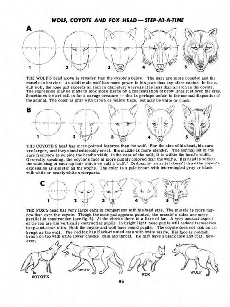 Fox Anatomy Drawing, Anatomy Drawing Study, Fox Anatomy, Drawing Study, Animal Drawing, Anatomy Drawing, Animal Drawings, Anatomy, Fox