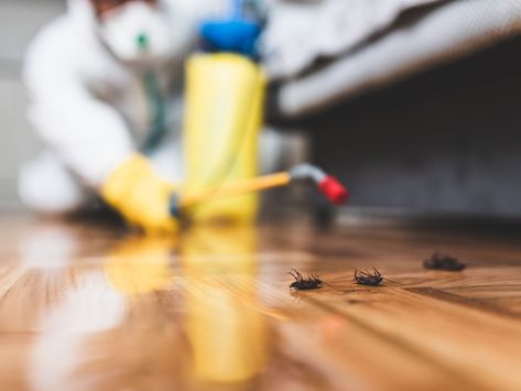 Bulwark Exterminating Review Fair Quote, Cockroach Control, Ant Control, Pest Prevention, Household Pests, Best Pest Control, Bug Control, Termite Control, Pest Control Services