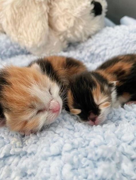 Kitten Rescued at 3 Days Old as the Runt of Her Litter Shows Biggest Personality and Sass - Love Meow Best Kitten Toys, Kitten Litter, Cool Cat Toys, Cat Entertainment, Kitten Beds, Small Kittens, Newborn Kittens, Giving Tuesday, Tiny Kitten