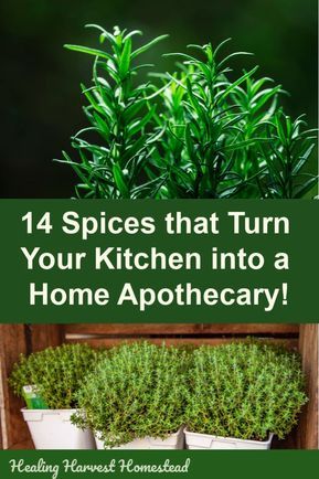 Herbal Pharmacy, Home Apothecary, Medicinal Herbs Garden, Herbal Apothecary, Healing Plants, Herbal Healing, Kitchen Spices, Herbs For Health, Herbs Indoors