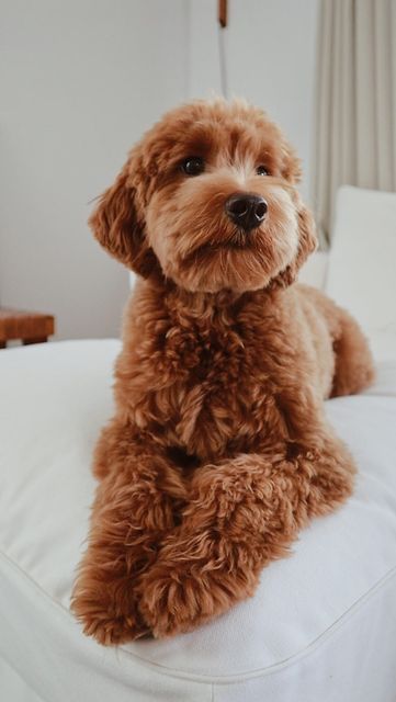 Choco The Goldendoodle on Instagram: "⬇️ you asked for it! ⬇️ We are often asked, “what do you ask for at the groomers? I can’t seem to get it quite right.” If you have a particular haircut in mind, you can print out photos and instructions, bring them in, and share your thoughts. However, the coat textures of doodles vary, so make sure to communicate with your groomer and see if the exact style is obtainable with your pup! If you like Choco’s “puppy cut,” ask for the following:  • Short ears. Short Haircuts For Goldendoodle, Labradoodle Puppy Haircut Style, Cavapoo Short Haircut, Mini Goldendoodle Haircuts, Labordoodle Haircuts, Cockapoo Haircut Styles Short, Cockapoo Teddy Bear Haircut, F1b Goldendoodle Haircut, Cockapoo Haircut Styles Teddy Bear